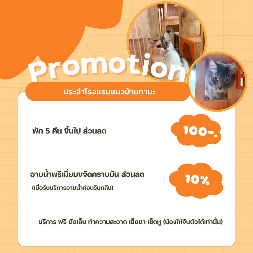 ดีลสุดพิเศษโรงแรมแมว